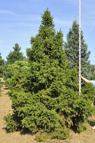 Picea abies 'Barryi'